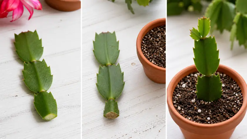 Christmas Cactus Care Guide: Complete Tips for Blooming Every Year 4 Propagating Christmas Cactus