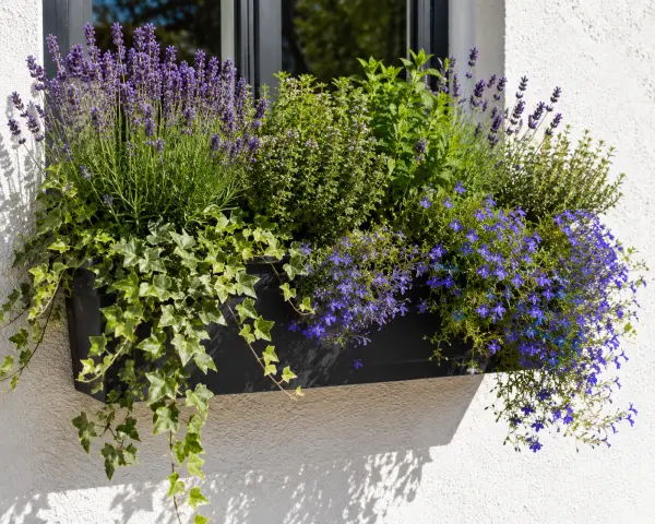Lush window box garden in sunlight