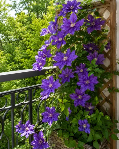 Purple clematis blooms on sunny balcony