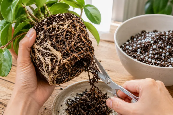 Trimming roots during repotting process