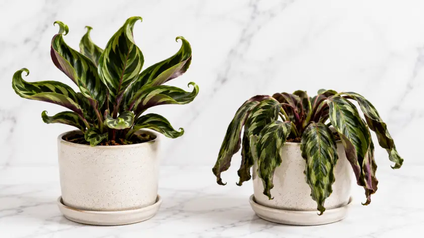 Upward Curling Leaves on Plants