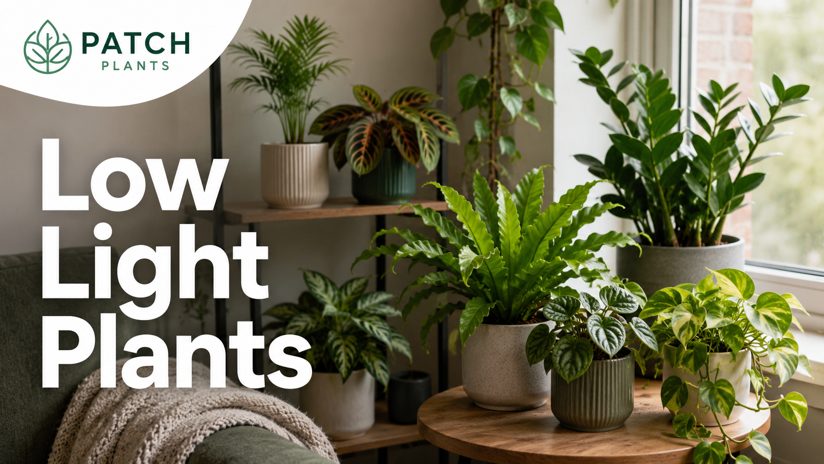 Small Low Light Indoor Plants: 15 Easy Choices